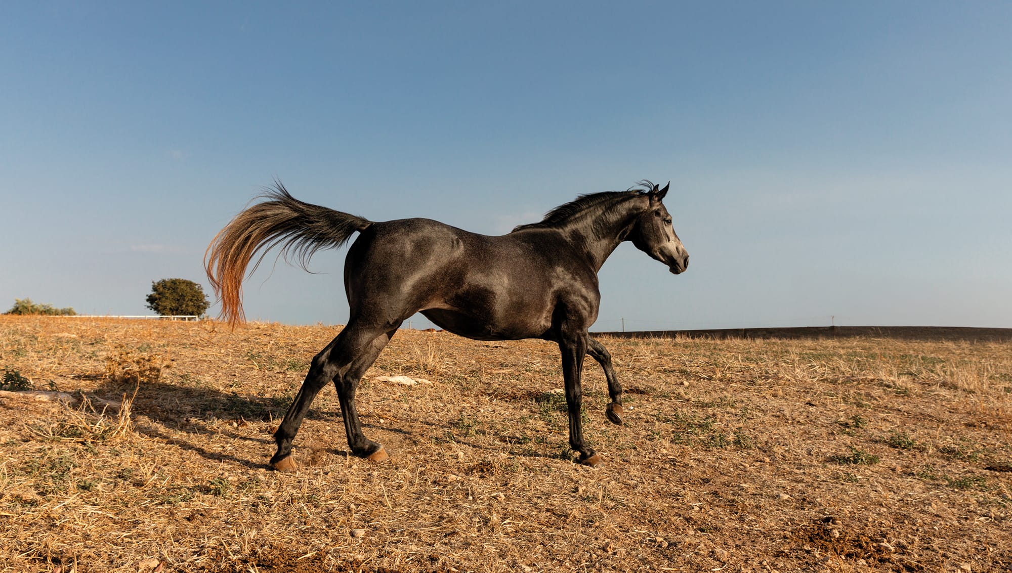 Fulgor, cavalli